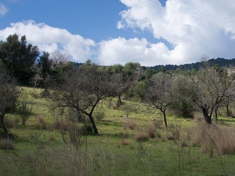 Campo